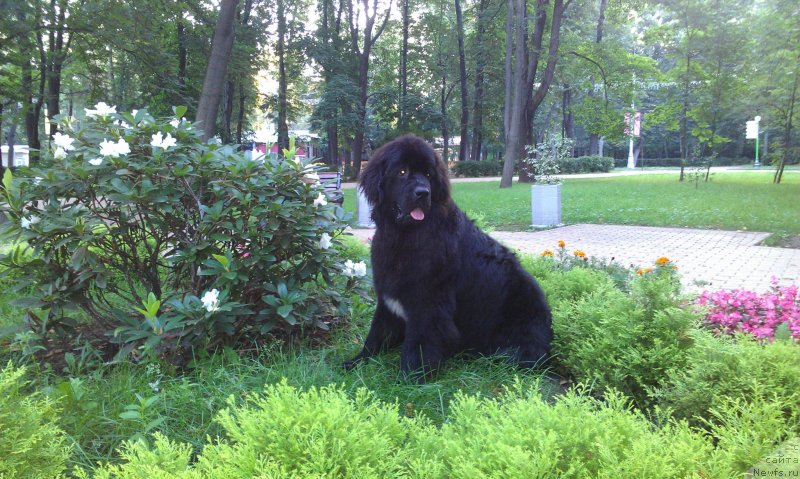 Фото: ньюфаундленд Sent Djons Gvendolin Glorius Garden (Сент Джонс Гвендолин Глориус Гарден)