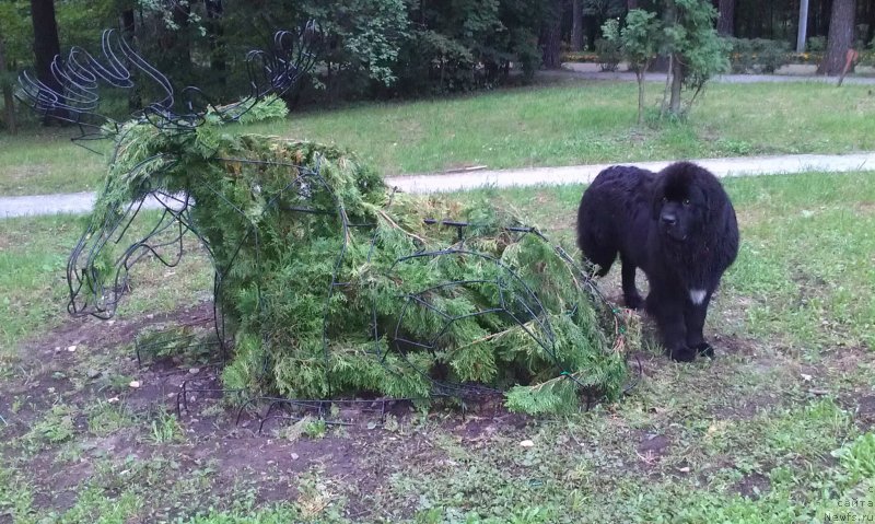 Фото: ньюфаундленд Sent Djons Gvendolin Glorius Garden (Сент Джонс Гвендолин Глориус Гарден)