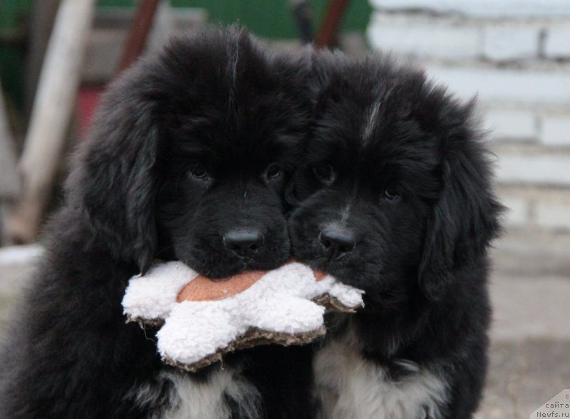Фото: ньюфаундленд Akvian Song Ledi In Blyek (Аквиан Сонг Леди Ин Блэк), ньюфаундленд Akvian Song Lavatera (Аквиан Сонг Лаватера)