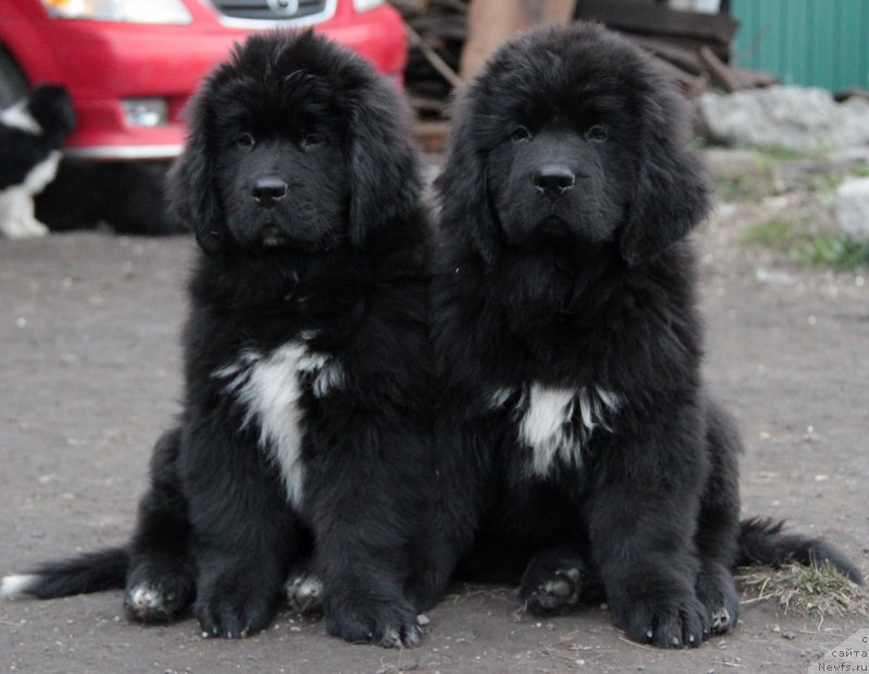 Фото: ньюфаундленд Akvian Song Lavatera (Аквиан Сонг Лаватера), ньюфаундленд Akvian Song Lars Berger (Аквиан Сонг Ларс Бергер)