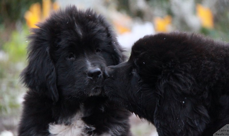 Фото: ньюфаундленд Akvian Song Ledi In Blyek (Аквиан Сонг Леди Ин Блэк), ньюфаундленд Akvian Song Lars Berger (Аквиан Сонг Ларс Бергер)