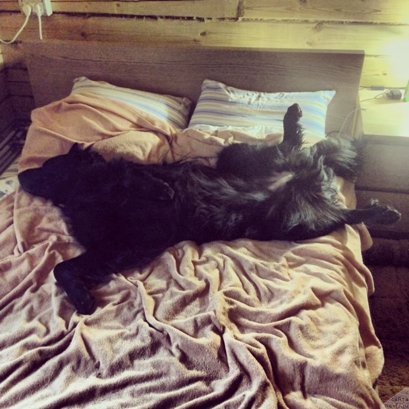 Фото: ньюфаундленд Bonni Flayt (Бонни Флайт)