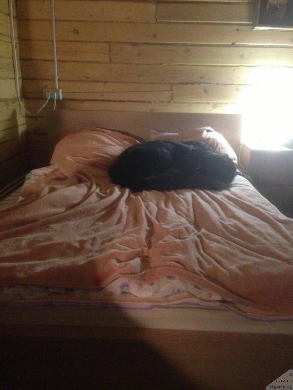 Фото: ньюфаундленд Bonni Flayt (Бонни Флайт)