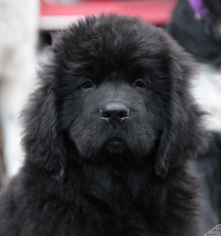 Фото: ньюфаундленд Akvian Song Lars Berger (Аквиан Сонг Ларс Бергер)