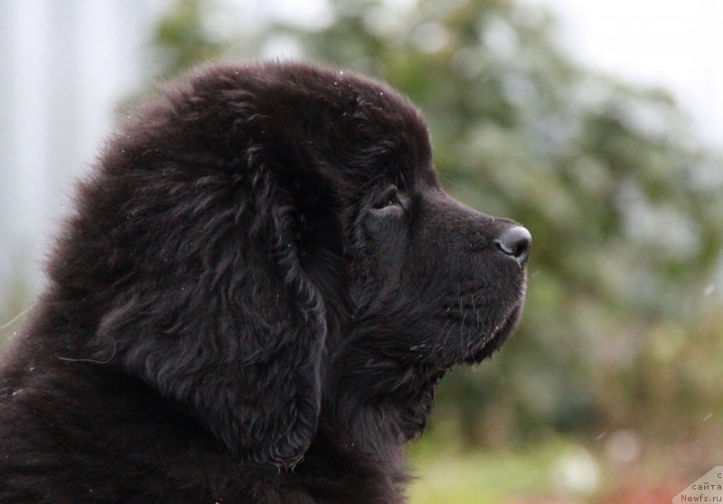 Фото: ньюфаундленд Akvian Song Lars Berger (Аквиан Сонг Ларс Бергер)