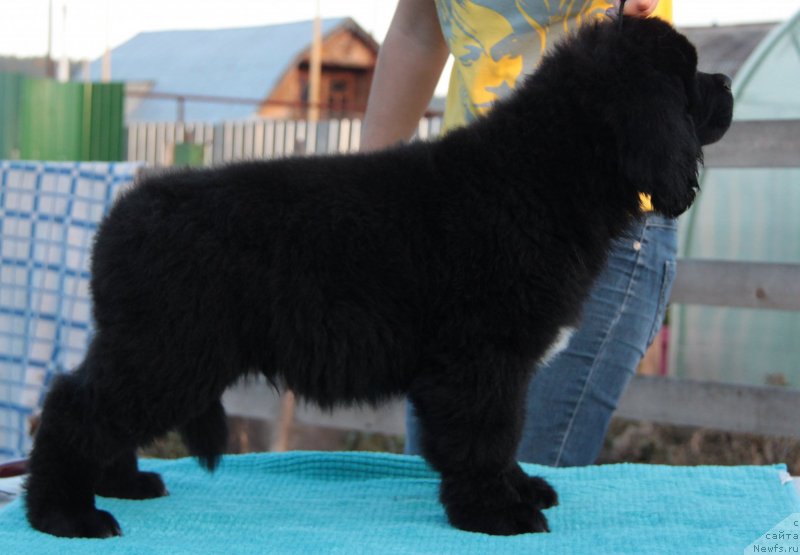 Фото: ньюфаундленд Akvian Song Lars Berger (Аквиан Сонг Ларс Бергер)