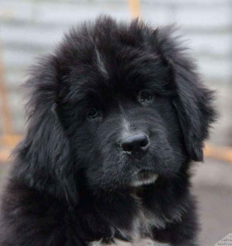 Фото: ньюфаундленд Akvian Song Ledi In Blyek (Аквиан Сонг Леди Ин Блэк)