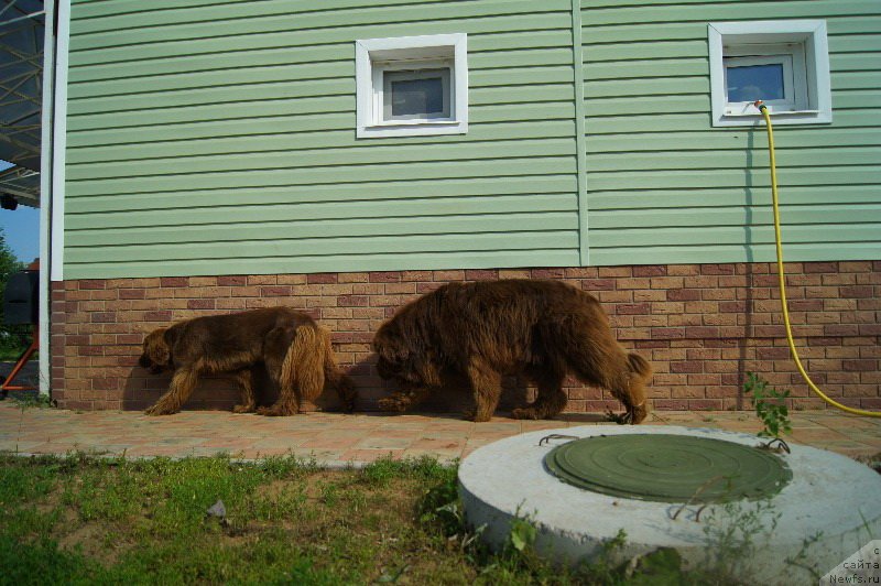 Фото: ньюфаундленд Aetna vom Riesrand (Aetna vom Riesrand), ньюфаундленд Happyness Long-Awaited s Berega Dona (Хаппинесс Лонг-Аваитед с Берега Дона)