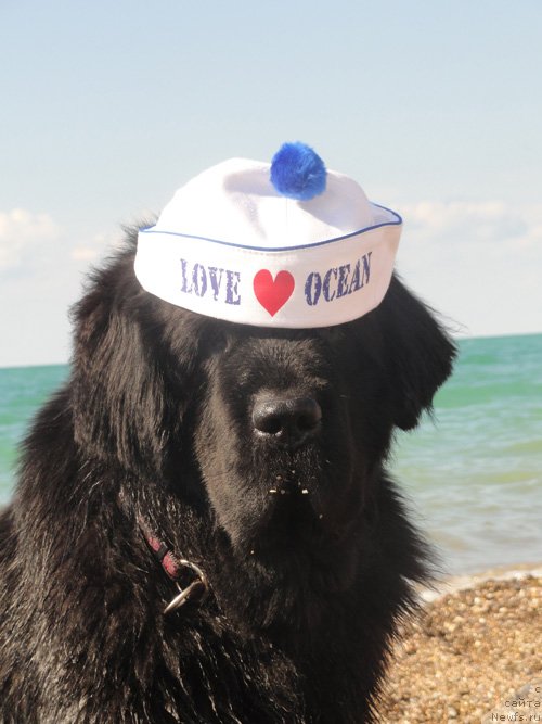 Фото: ньюфаундленд Beguschaya po Volnam Vsya Takaya Rastakaya (Бегущая по Волнам Вся Такая Растакая)