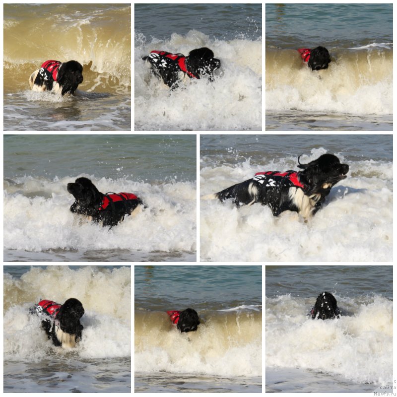 Фото: ньюфаундленд CHernyiy SHarm Vellington (Черный Шарм Веллингтон)