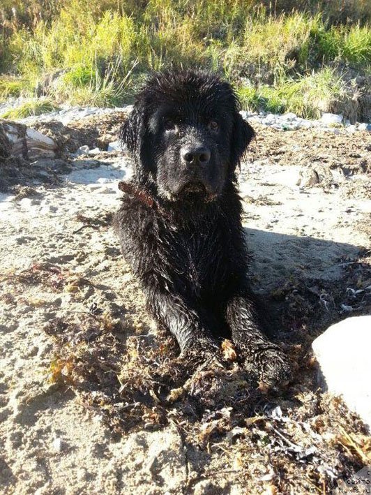 Фото: ньюфаундленд Chistolybivaya Chic s Berega Dona (Честолюбивая Чик с Берега Дона)