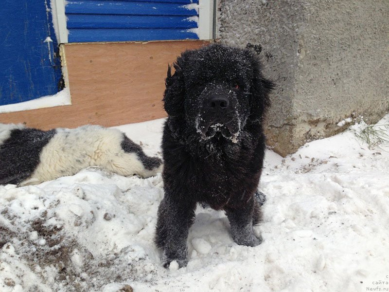 Фото: ньюфаундленд Chistolybivaya Chic s Berega Dona (Честолюбивая Чик с Берега Дона)