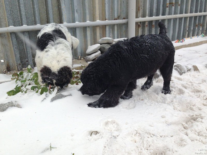 Фото: ньюфаундленд Chistolybivaya Chic s Berega Dona (Честолюбивая Чик с Берега Дона)