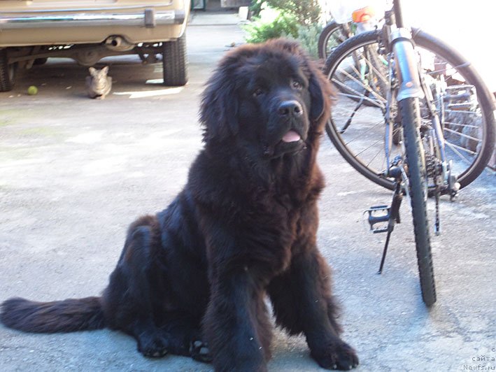 Фото: ньюфаундленд Chrezvychaynaya Chayn s Berega Dona (Чрезвычайная Чайн с Берега Дона)