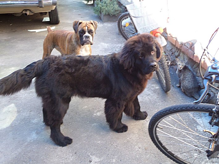 Фото: ньюфаундленд Chrezvychaynaya Chayn s Berega Dona (Чрезвычайная Чайн с Берега Дона)