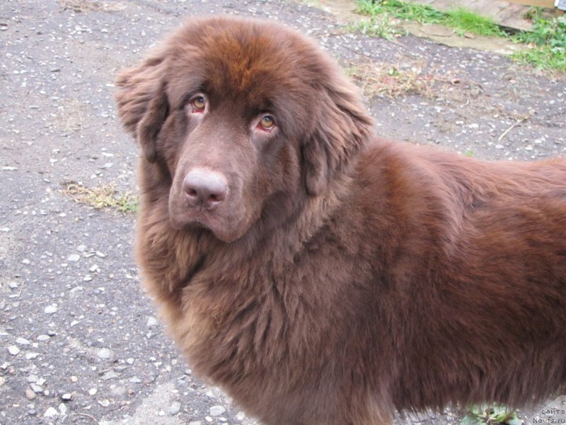 Фото: ньюфаундленд Sverkayuzhaya Gora Mashame (Сверкающая Гора Машаме)