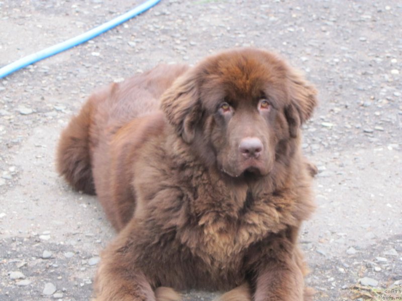 Фото: ньюфаундленд Sverkayuzhaya Gora Mashame (Сверкающая Гора Машаме)