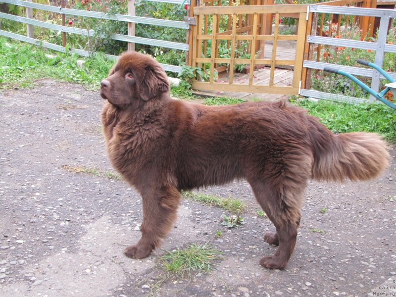 Фото: ньюфаундленд Sverkayuzhaya Gora Mashame (Сверкающая Гора Машаме)