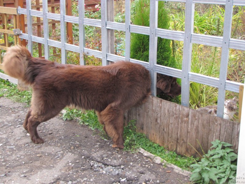 Фото: ньюфаундленд Sverkayuzhaya Gora Mashame (Сверкающая Гора Машаме)