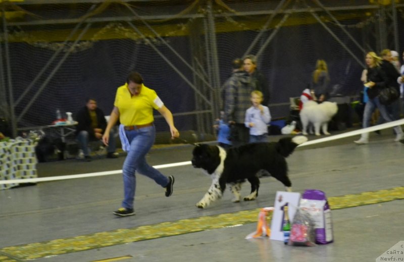 Фото: ньюфаундленд Sent Djons Glamour Lady (Сент Джонс Гламур Леди)