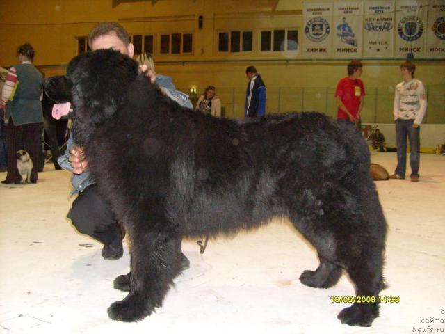 Фото: ньюфаундленд YAnus Blyek iz Bol'shoy Medvedicyi (Янус Блэк из Большой Медведицы)