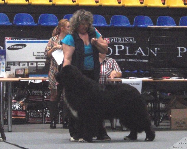 Фото: ньюфаундленд Promise To Love Midnight Bear (Promise To Love Midnight Bear), Irina Panyushkina (Ирина Панюшкина)