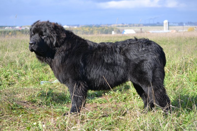 Фото: ньюфаундленд Aquatoriya Kelvin Sharliz (Акватория Келвин Шарлиз)