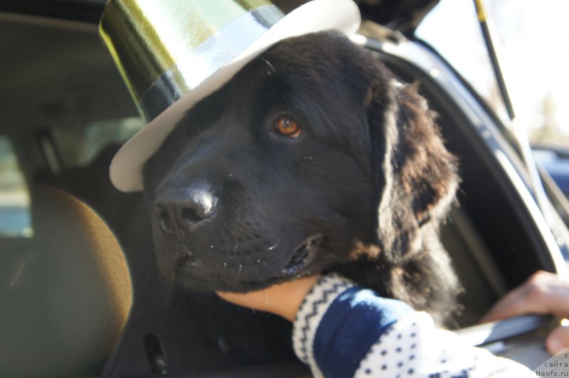Фото: ньюфаундленд CHernyiy Balu Borislav (Черный Балу Борислав)