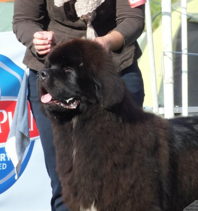 Фото: ньюфаундленд Likefather Like Son Midnight Bear, Anastasiya Zalivako (Анастасия Заливако)