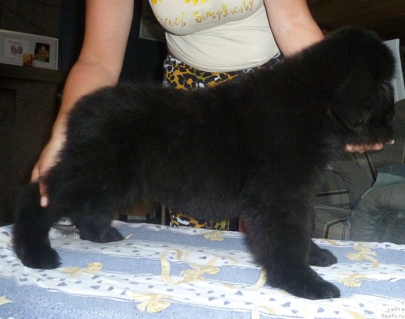 Фото: ньюфаундленд Super Premium Nonparel' (Супер Премиум Нонпарель)