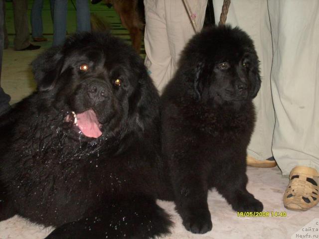 Фото: ньюфаундленд Tyessyer Taf (Тэссэр Таф), ньюфаундленд K-Ledy Tiamo (К-Леди Тиамо)