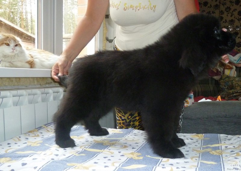 Фото: ньюфаундленд Super Premium Nominaciya (Супер Премиум Номинация)