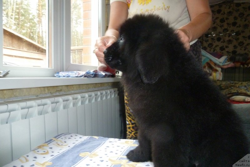 Фото: ньюфаундленд Super Premium Nominaciya (Супер Премиум Номинация)