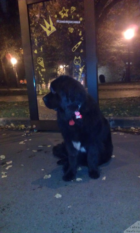 Фото: ньюфаундленд Sent Djons Gvendolin Glorius Garden (Сент Джонс Гвендолин Глориус Гарден)