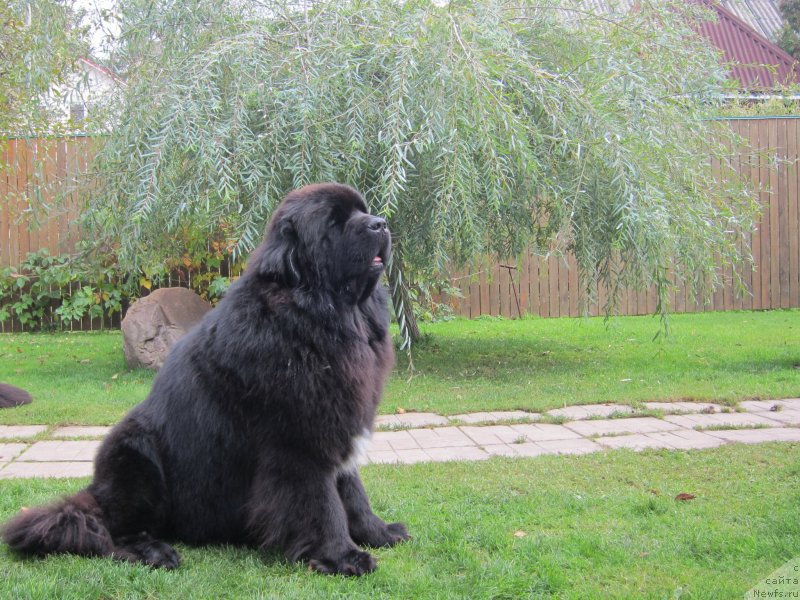 Фото: ньюфаундленд Cristalmar Cadeaux de Noel