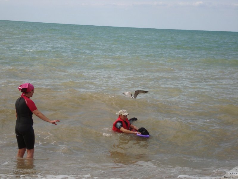 Фото: ньюфаундленд Arna (Арна)