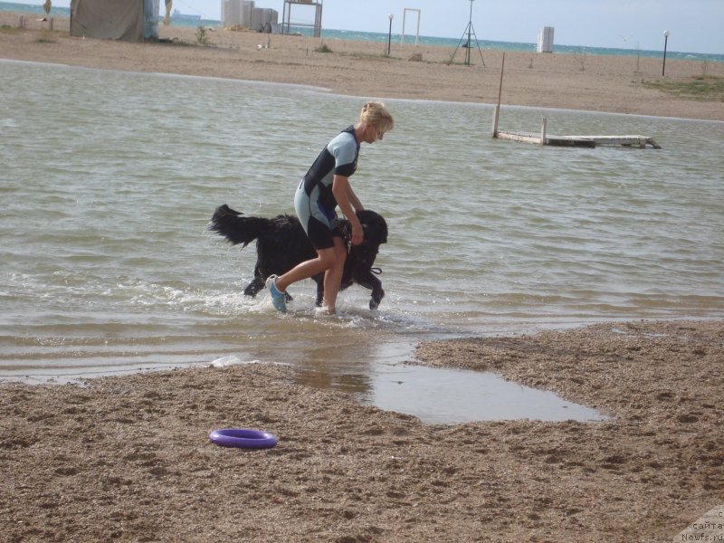 Фото: ньюфаундленд Arna (Арна), Natal'ya Afanas'eva (Наталья Афанасьева)