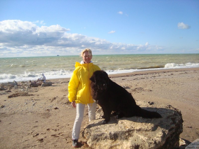 Фото: ньюфаундленд Arna (Арна), Natal'ya Afanas'eva (Наталья Афанасьева)