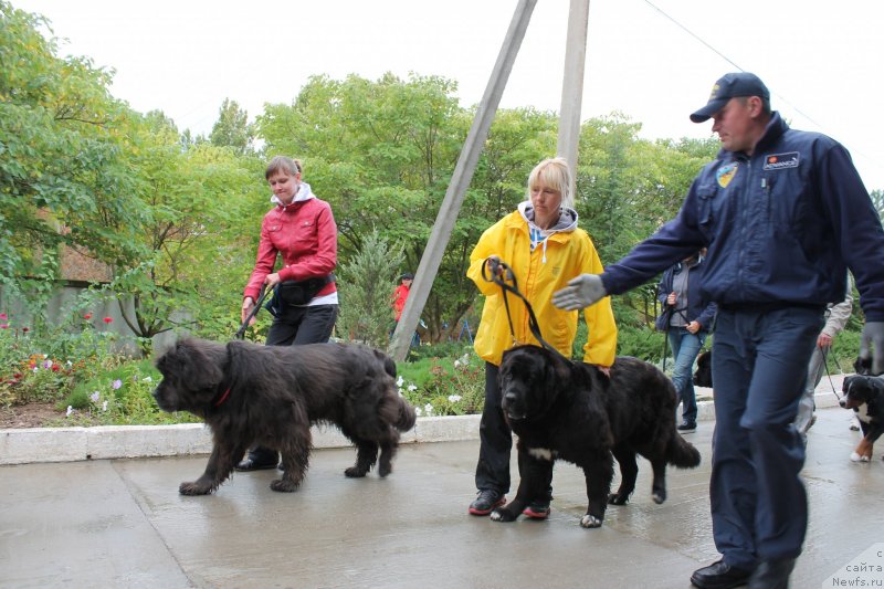 Фото: ньюфаундленд Arna (Арна), Natal'ya Afanas'eva (Наталья Афанасьева)
