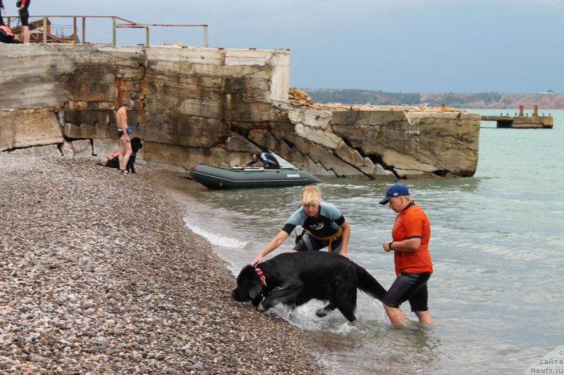 Фото: ньюфаундленд Arna (Арна), Natal'ya Afanas'eva (Наталья Афанасьева), Inguna Tihomirova (Ингуна Тихомирова)