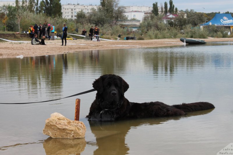 Фото: ньюфаундленд Arna (Арна)