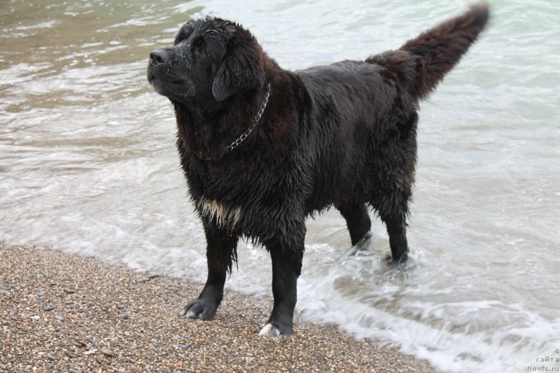 Фото: ньюфаундленд Arna (Арна)