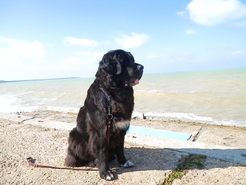 Фото: ньюфаундленд Arna (Арна)