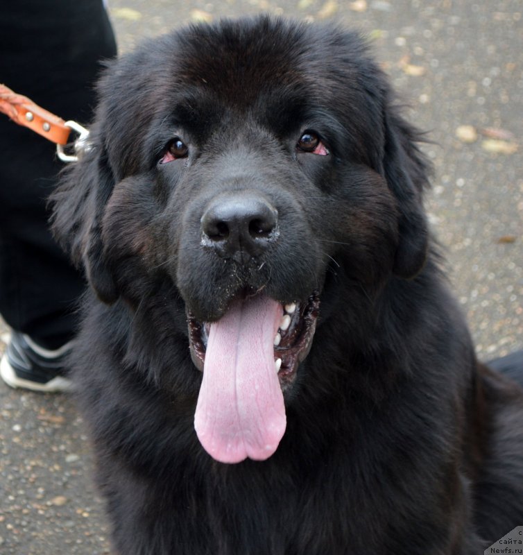 Фотография № 135811