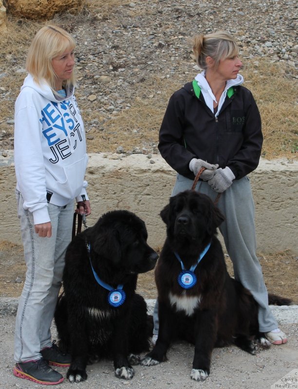 Фото: ньюфаундленд Arna (Арна), Natal'ya Afanas'eva (Наталья Афанасьева), ньюфаундленд Baffi (Баффи)