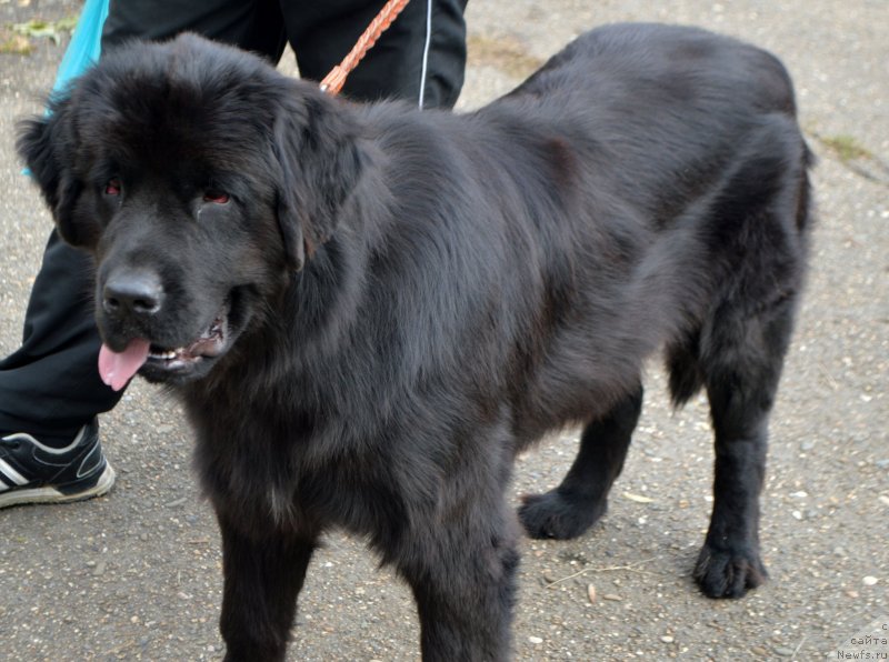 Фотография № 135813