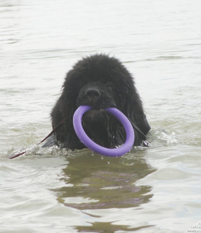 Фото: ньюфаундленд Piternyuf Omnia Vincet Amor (Питерньюф Омниа Винсет Амор)