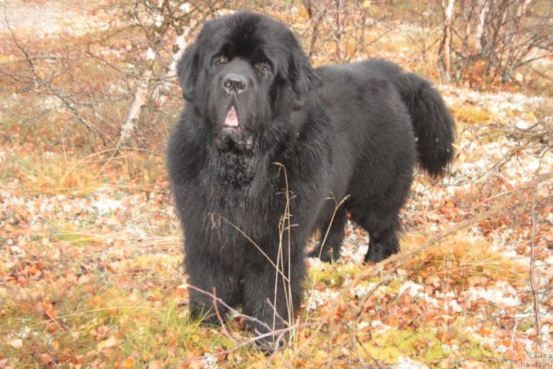 Фото: ньюфаундленд Beguschaya po Volnam Zero Kool (Бегущая по Волнам Зеро Коол)