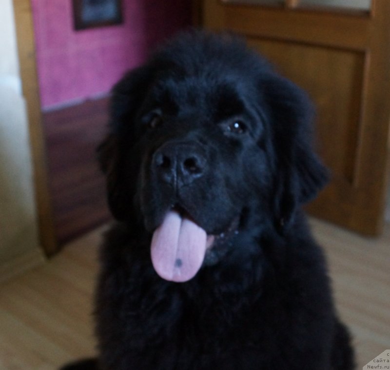 Фотография № 135864