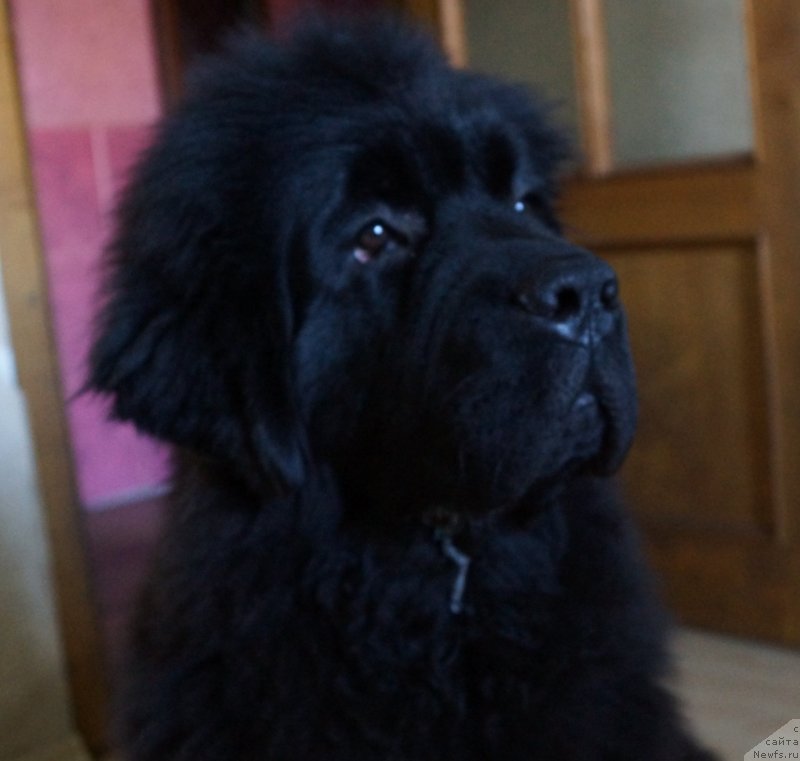 Фотография № 135865